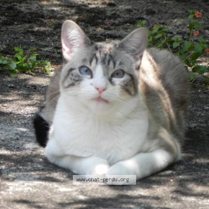 Photo 3/3 Byzou Chat lost in Orleans