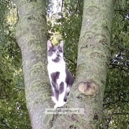 Photo 1/1 Jos&eacute; Chat lost in Auby