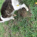 Picture of cat found at Leognan