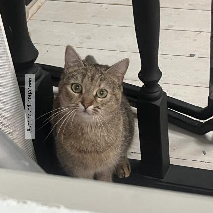 Photo 1/1 Galya Chat lost in Les sables d olonne