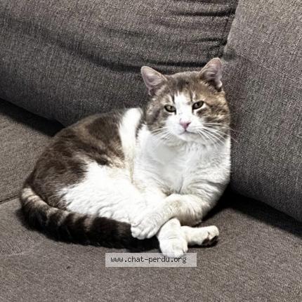 Photo 1/1 Tima Chat lost in Creteil