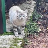Picture of cat found at Chiddes
