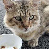 Picture of cat found at Plaisance Du Touch