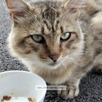 Photo 1/1 Found cat Found in Plaisance du touch