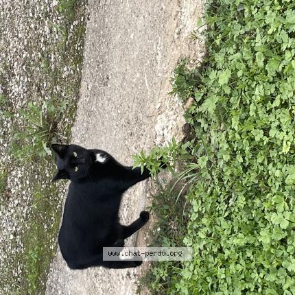 Photo 1/1 Found cat Found in Ruffey sur seille