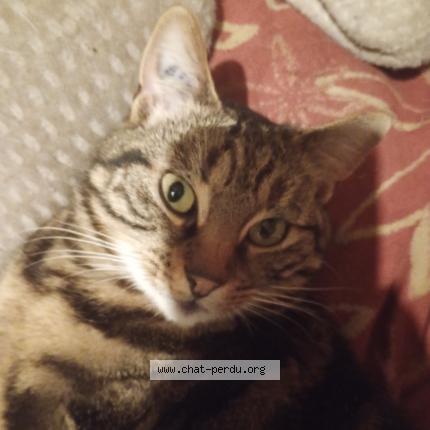 Photo 1/1 Anatola  anatella Chat lost in Troyes