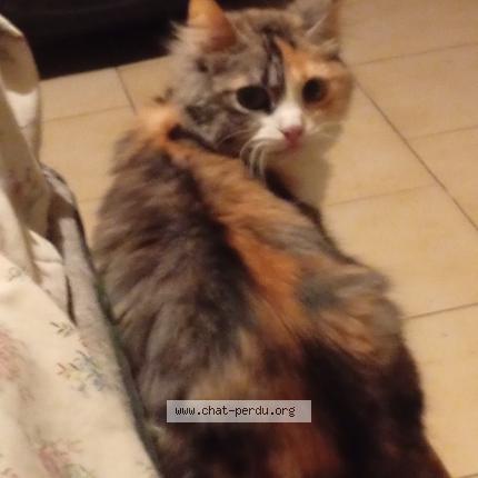 Photo 1/1 Lana Chat lost in Corne 49630