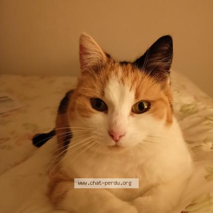 Photo 1/1 Lys Chat lost in Perignan