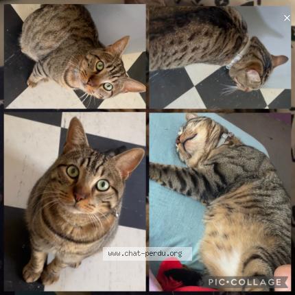 Photo 1/1 GRYDZZI Chat lost in Gennevilliers