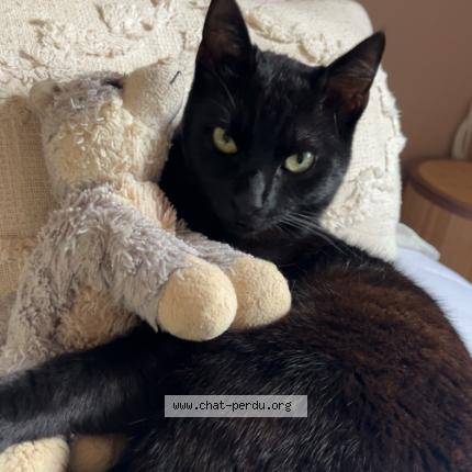 Photo 1/1 Hiba Chat lost in Carpentras