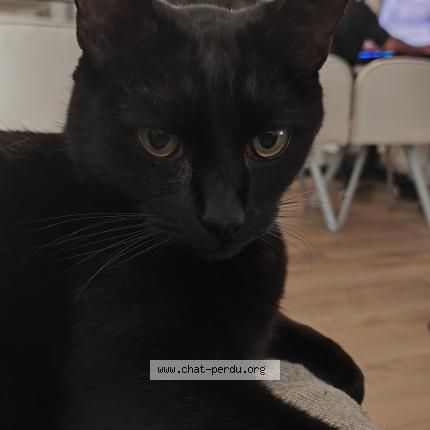 Photo 1/1 Atol Chat lost in Villaines la gonais