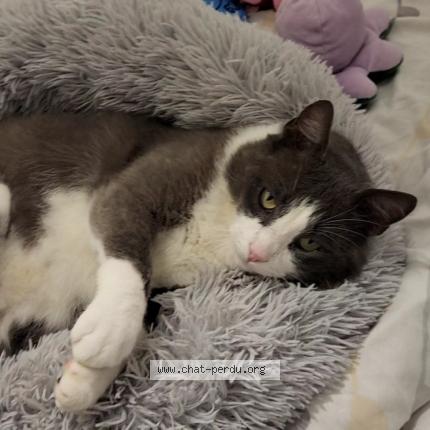 Photo 1/1 Stick Chat lost in Cercoux