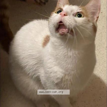 Photo 1/1 Zane Chat lost in Three rivers