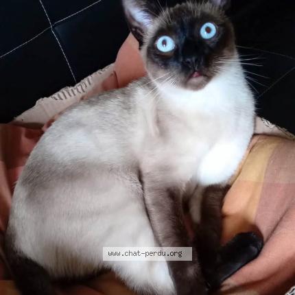 Photo 1/1 Ugo Chat lost in Blamont