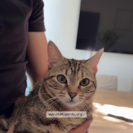 Photo 1/1 Mina Chat lost in Carpentras