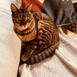 Picture of cat lost at Andernos Les Bains