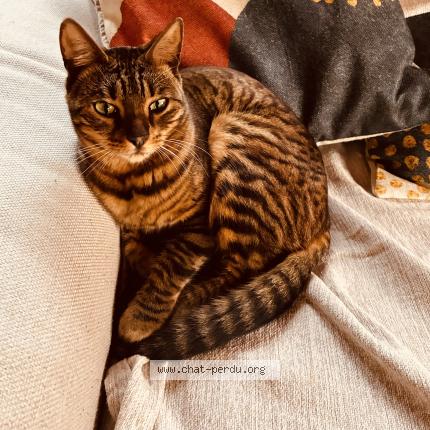 Photo 1/1 Shiki Chat lost in Andernos les bains