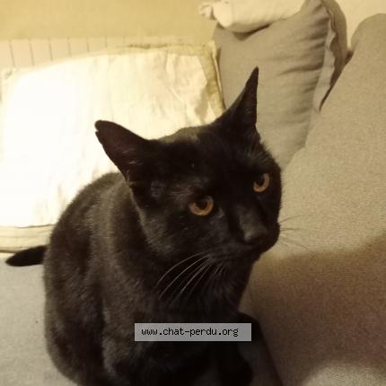 Photo 1/1 Argo Chat lost in Maizieres les metz