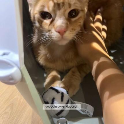 Photo 1/1 Simba Chat lost in Toulouse