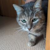 Picture of cat found at Sermamagny