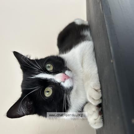 Photo 1/1 Pocus Chat lost in Gainneville