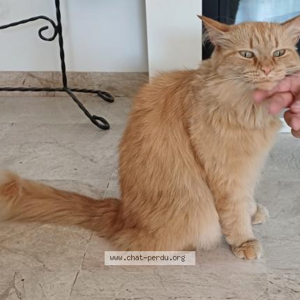 Photo 1/1 Winnie Chat lost in Saint herblain