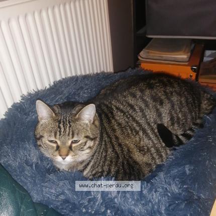 Photo 1/1 Swan Chat lost in Vierzon