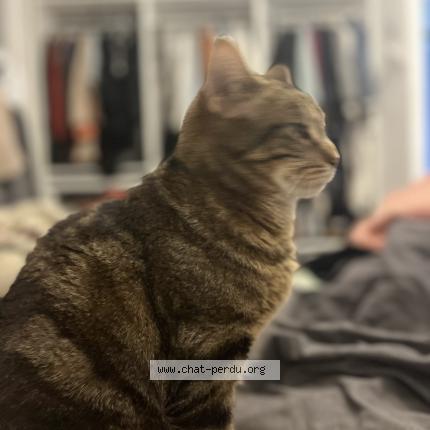 Photo 1/1 Chachou Chat lost in Luce