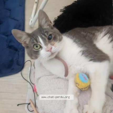 Photo 1/1 Princesse Chat lost in Henansal