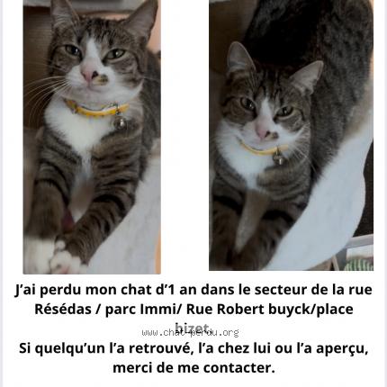 Photo 1/1 Mimi Chat lost in Anderlecht