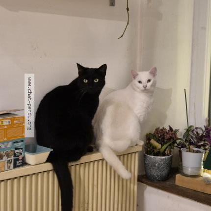 Photo 1/1 Fifou Chat lost in Bonneval