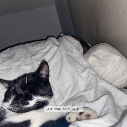 Photo 1/1 Zitoune Chat lost in Massy