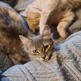 Picture of cat lost at Banassac