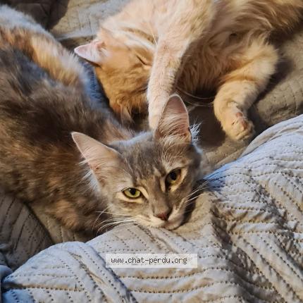 Photo 1/1 Raven Chat lost in Banassac