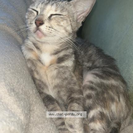 Photo 1/1 Céleste Chat lost in Saint quentin