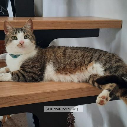 Photo 1/1 Woody Chat lost in Grossoeuvre