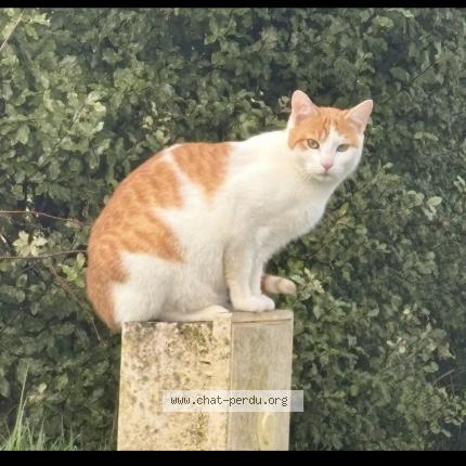 Photo 1/1 Coyote Chat lost in Gontaud de nogaret