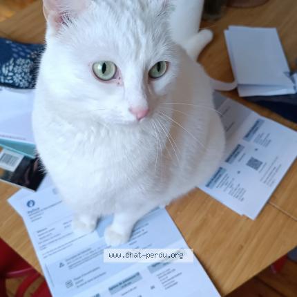 Foto van vermiste kat in Tubize