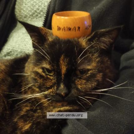 Photo 1/1 Orphée Chat lost in Gerponville