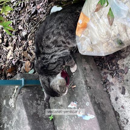 Photo 1/1 Found cat Found in Bischoffsheim