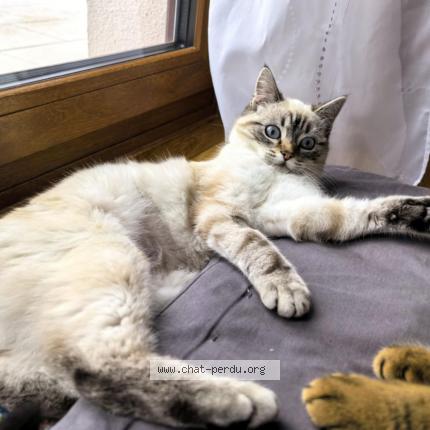 Photo 1/1 ZELDA Chat lost in Eloyes