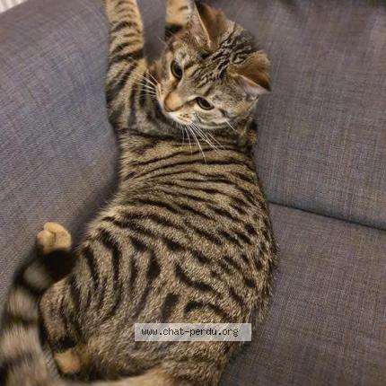 Photo 1/1 Minette Chat lost in Mayet