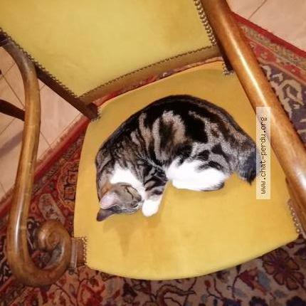 Photo 1/1 Chiesty Chat lost in Plumieux