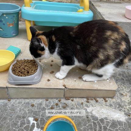 Photo 1/1 Found cat Found in Parigne l eveque