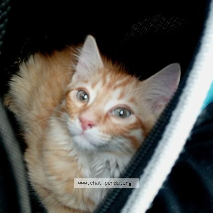 Photo 1/1 Assad Chat lost in Maisons alfort