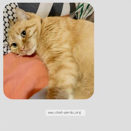 Photo 1/1 Athena Chat lost in Equihen plage