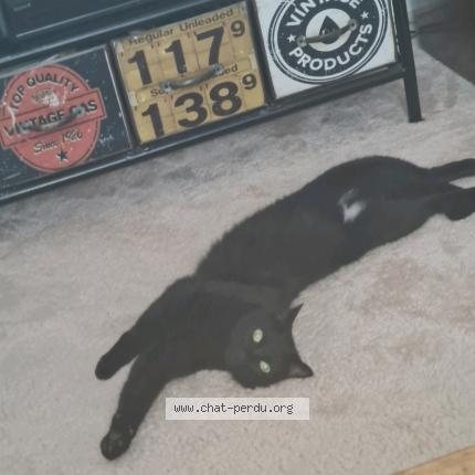 Photo 1/1 Ragnar Chat lost in Nantes