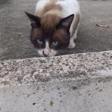 Picture of cat found at Toulouse