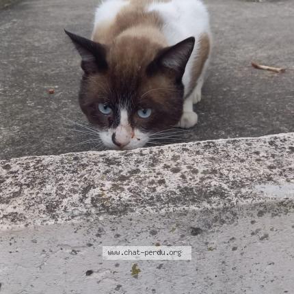 Photo 1/1 Found cat Found in Toulouse