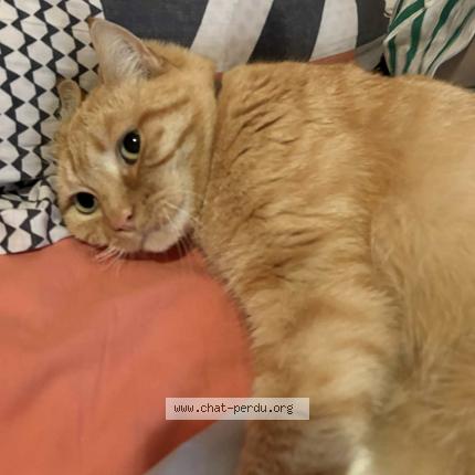 Photo 1/1 Athéna Chat lost in Equihen plage